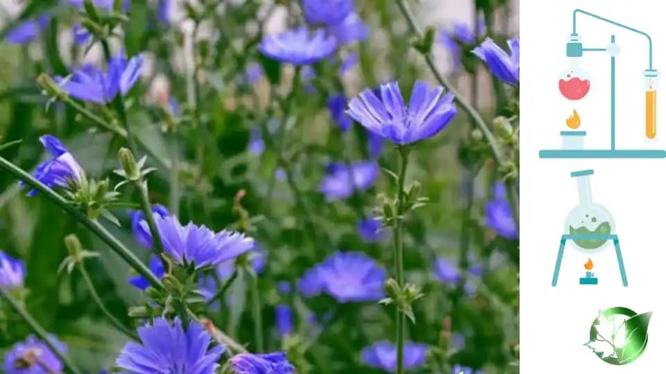 عرق کاسنی - تصویر 4
