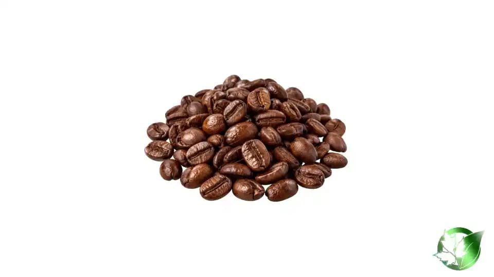 خرید عمده قهوه