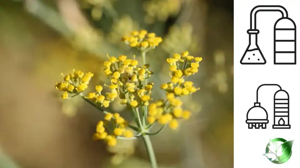 عرق رازیانه - تصویر 5