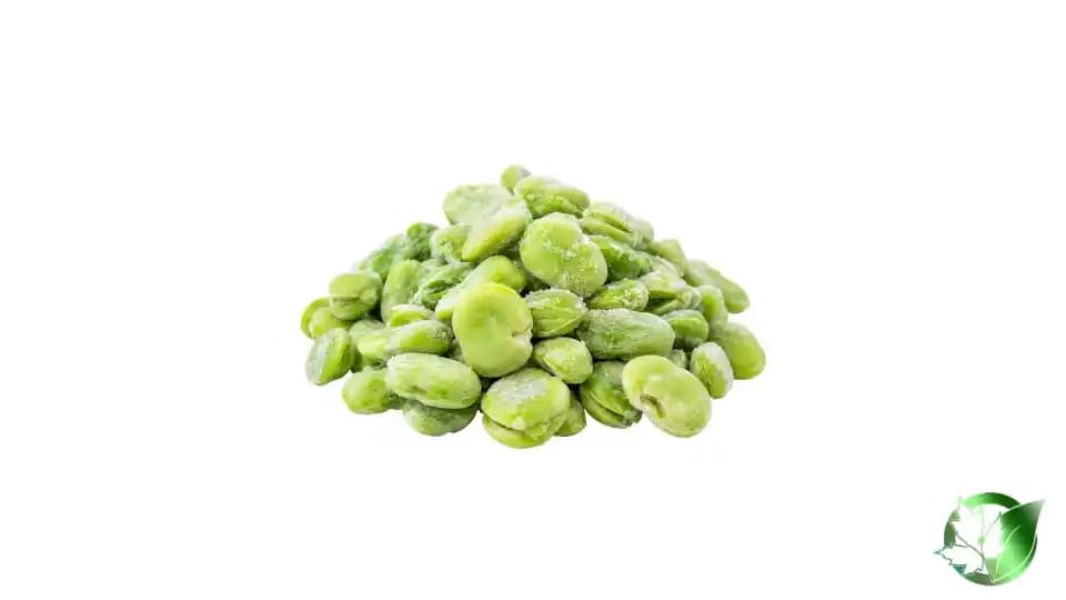 خرید عمده باقلا منجمد