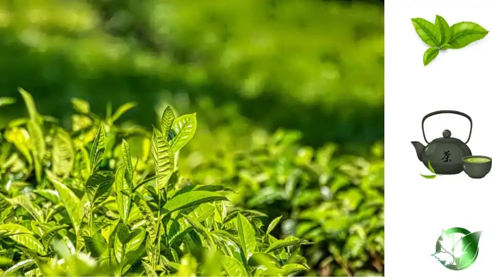 چای سبز - تصویر 5
