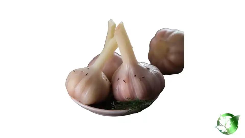خرید عمده سیر ترشی
