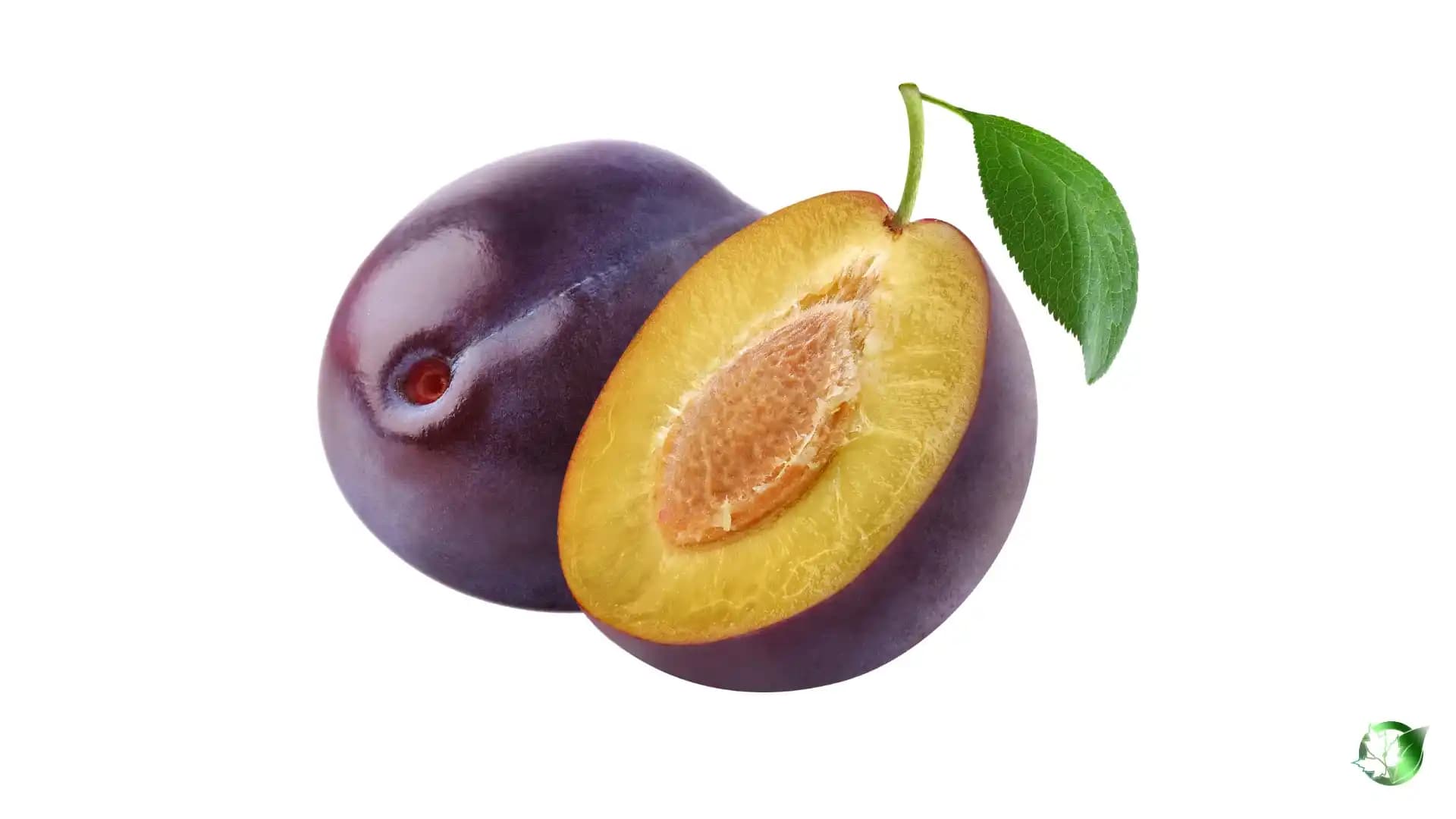 خرید آلو صادراتی