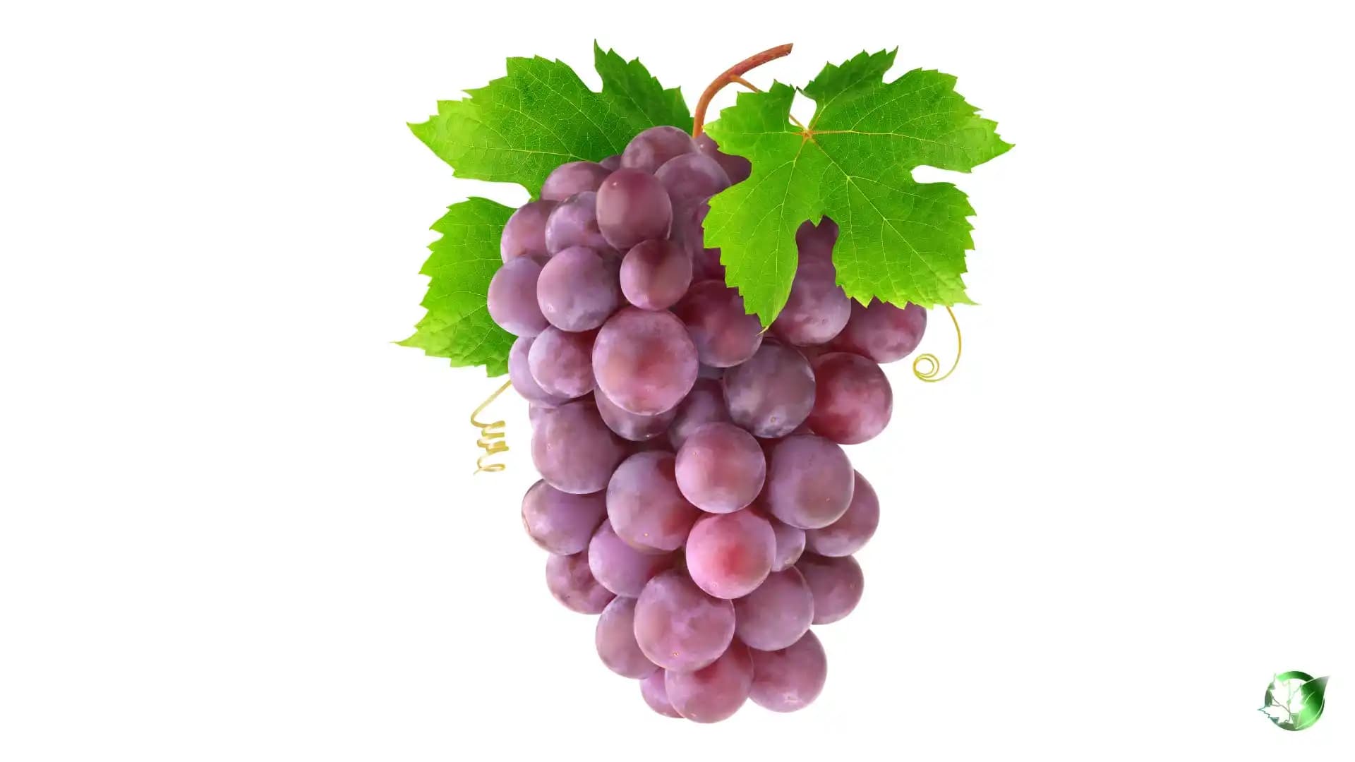 خرید انگور صادراتی