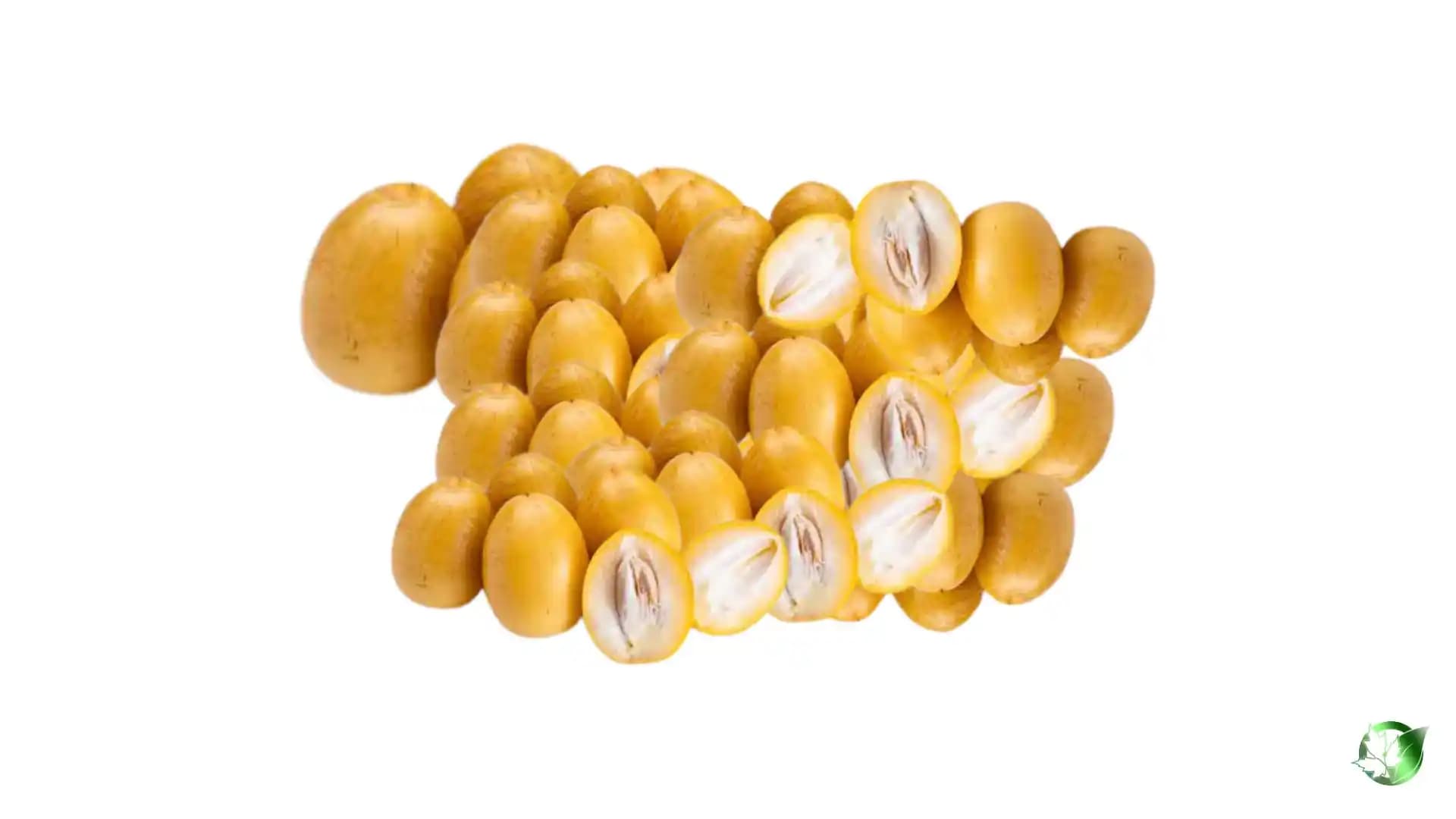 خرید عمده خرما برحی