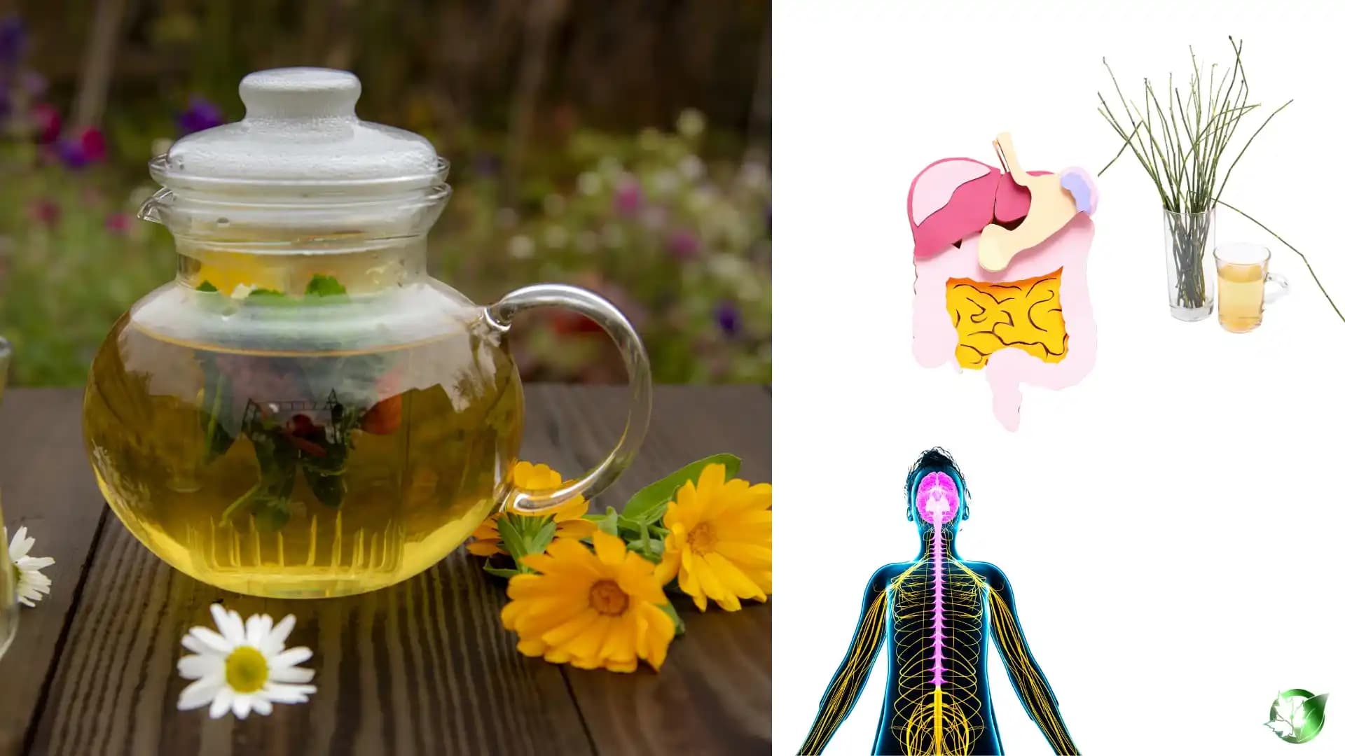 عرقیات گیاهی برای معده عصبی