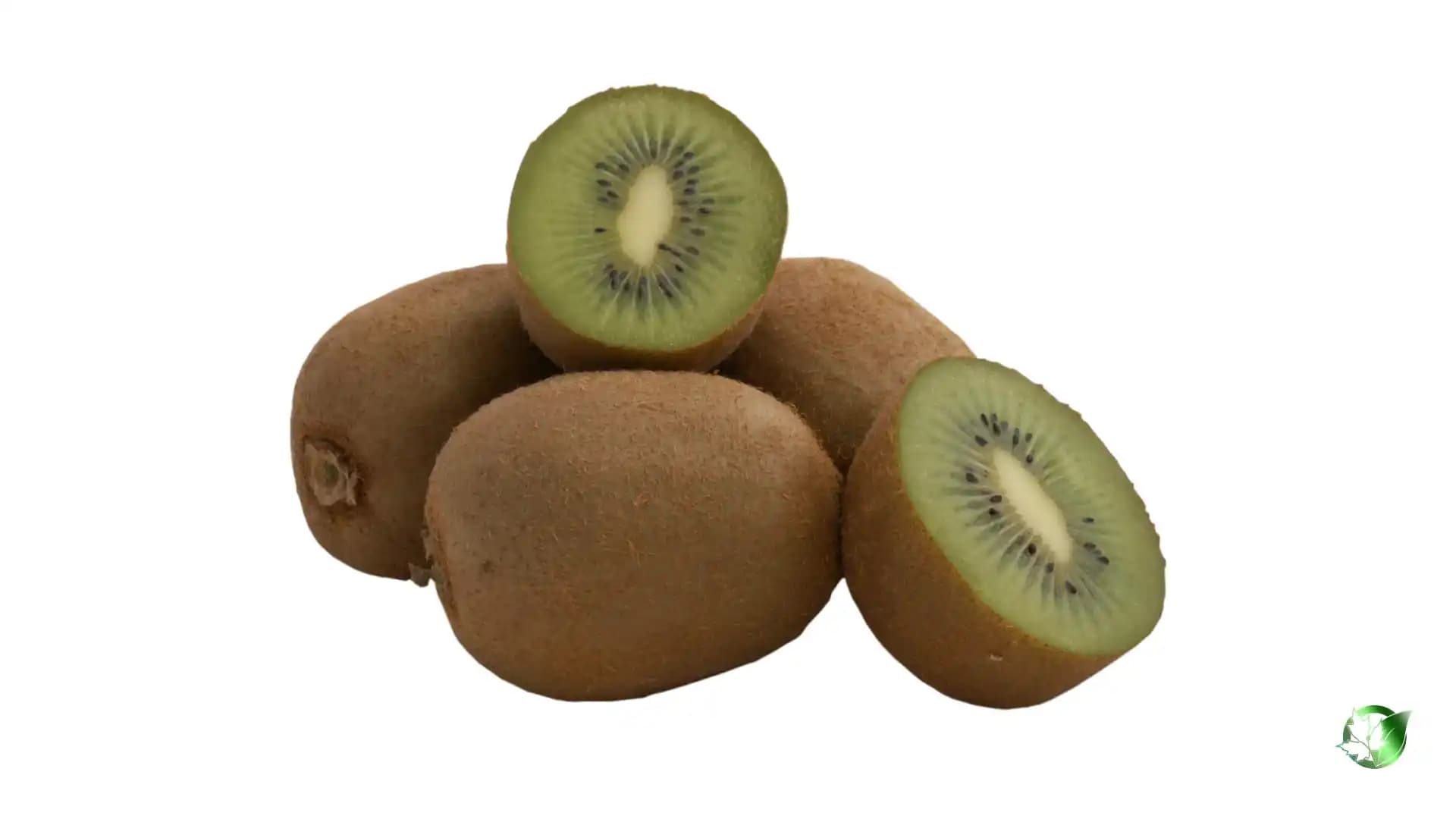 خرید کیوی صادراتی
