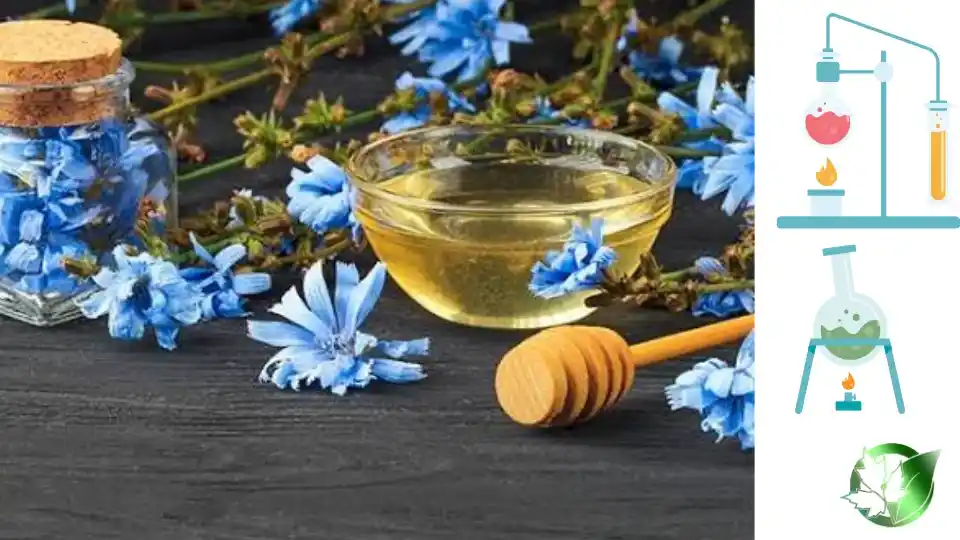 عرق کاسنی صادراتی