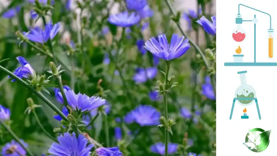 تامین کننده عرق کاسنی