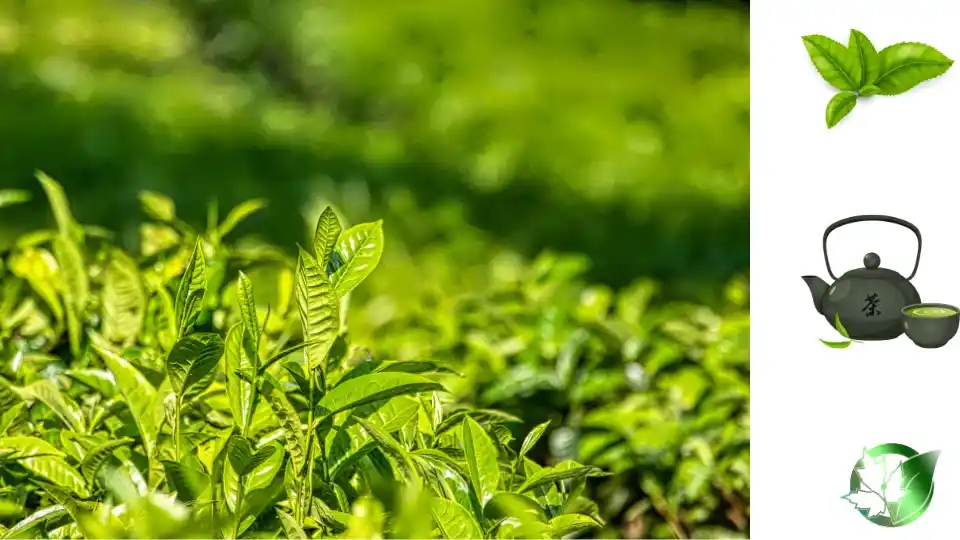 قیمت عمده چای سبز
