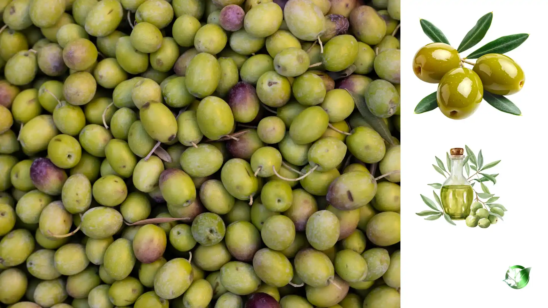 قیمت عمده روغن زیتون
