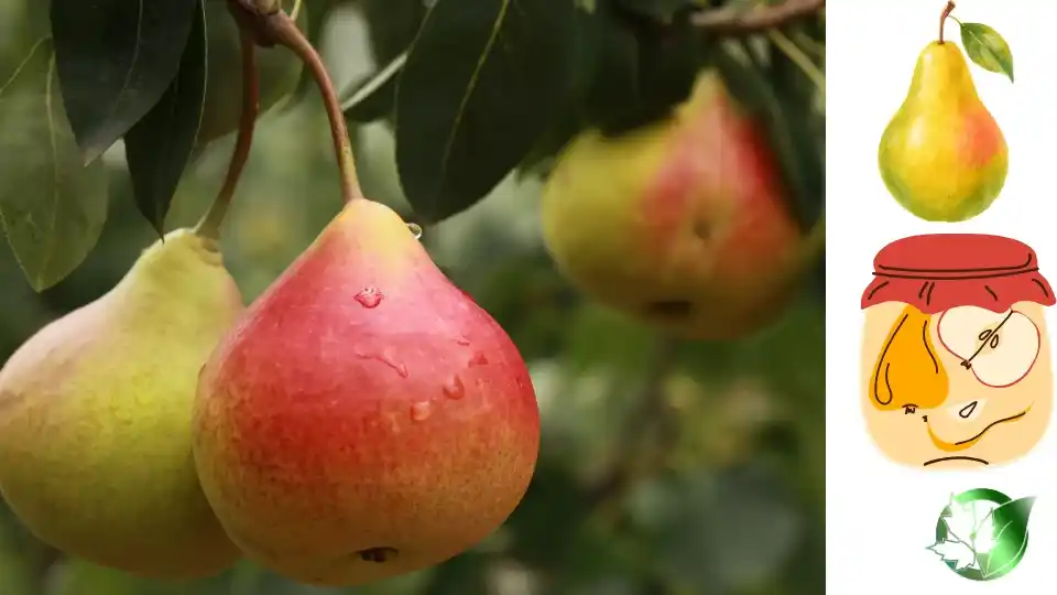 کمپوت گلابی صادراتی