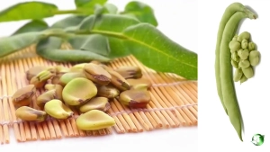 خرید عمده باقلا خشک