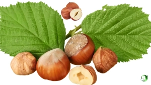 خرید عمده فندق