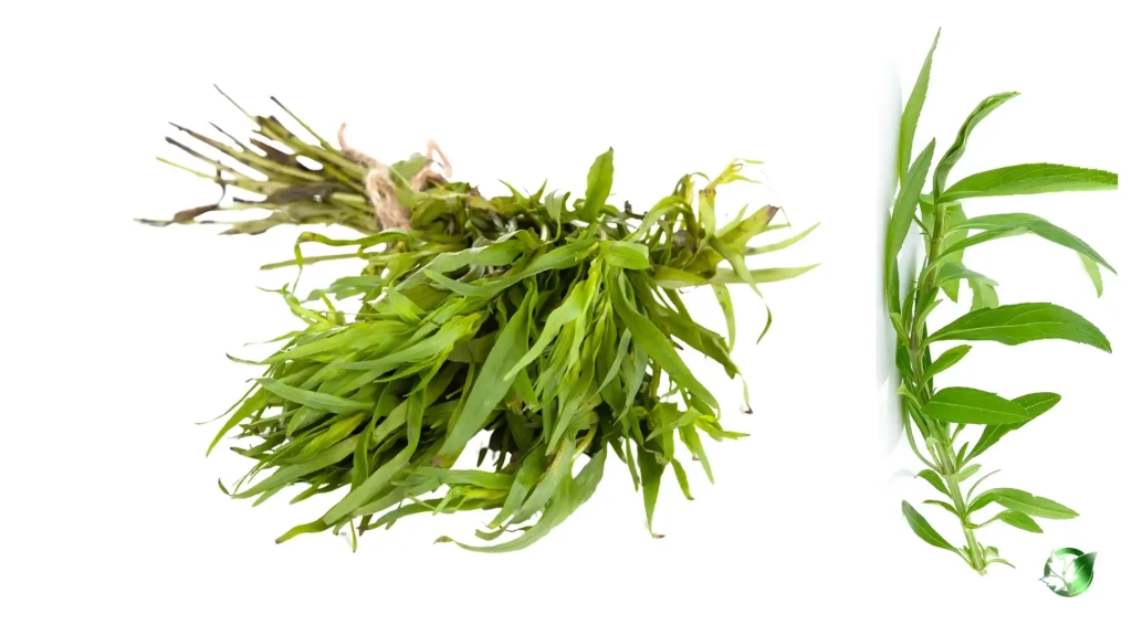 خرید عمده سبزی تازه ترخون