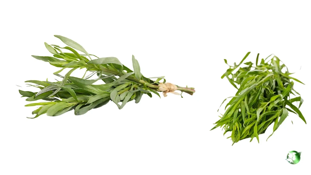 خرید عمده سبزی تازه ترخون
