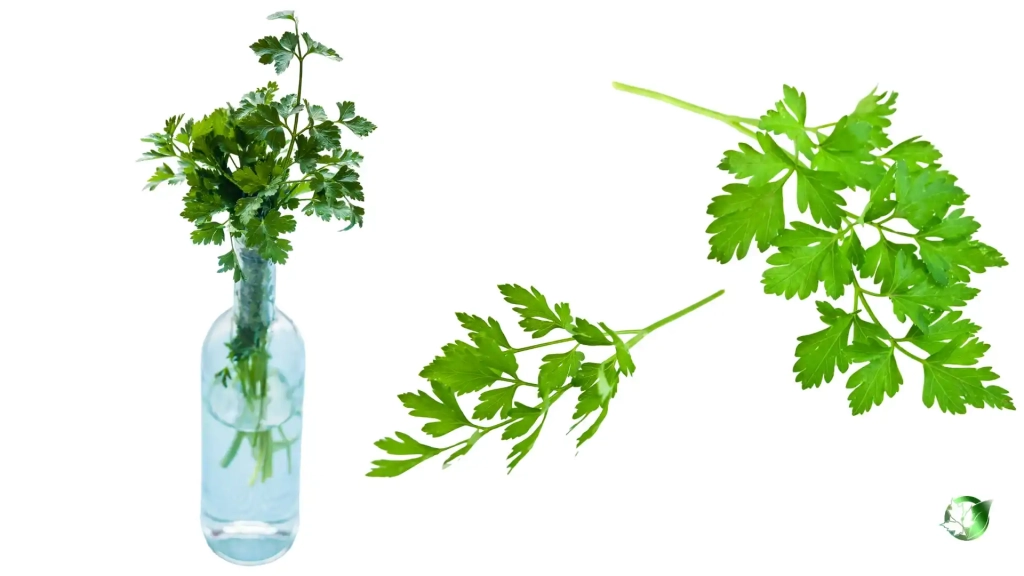 خرید عمده سبزی تازه جعفری