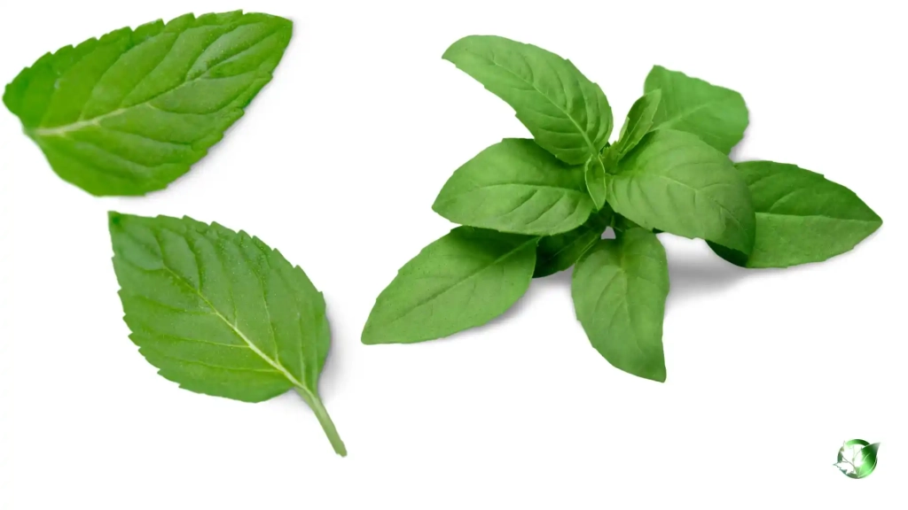 خرید عمده سبزی تازه ریحان