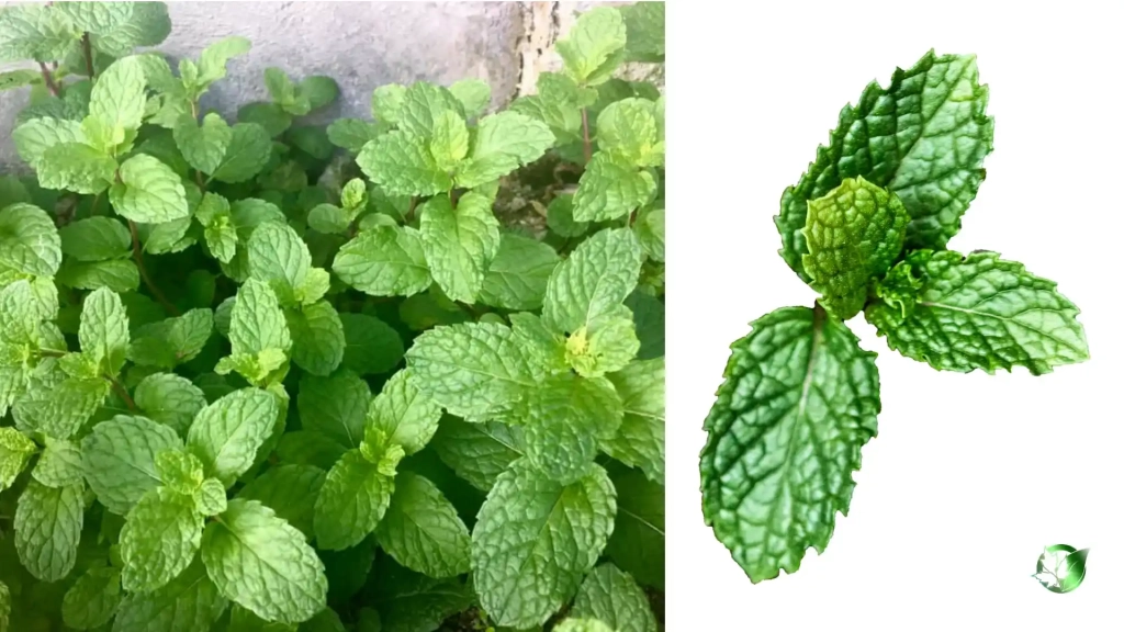 خرید عمده سبزی تازه نعنا