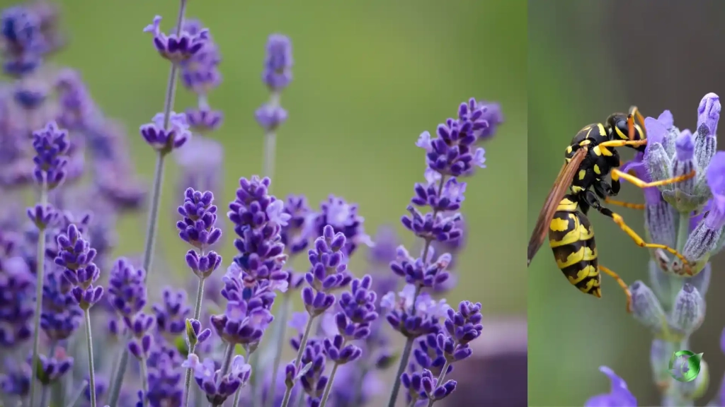 خرید عمده اسطوخودوس