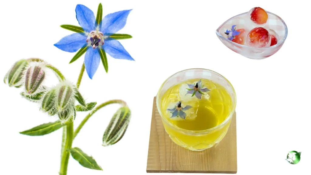 خواص دمنوش گل گاوزبان برای بدن