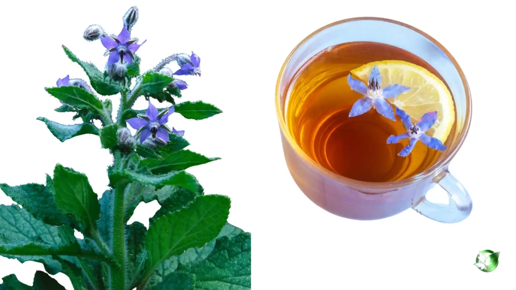 خواص دمنوش گل گاوزبان برای بدن