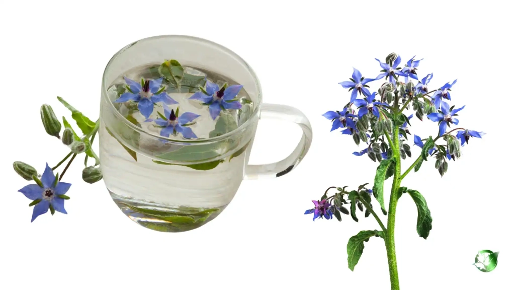 خواص دمنوش گل گاوزبان برای بدن