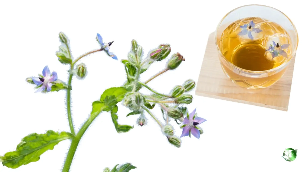 خواص دمنوش گل گاوزبان برای بدن