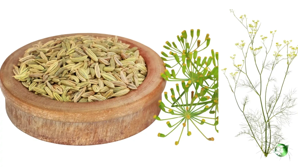 خرید عمده رازیانه