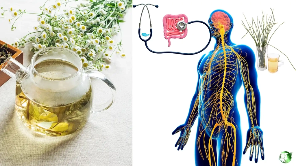 عرقیات گیاهی برای معده عصبی