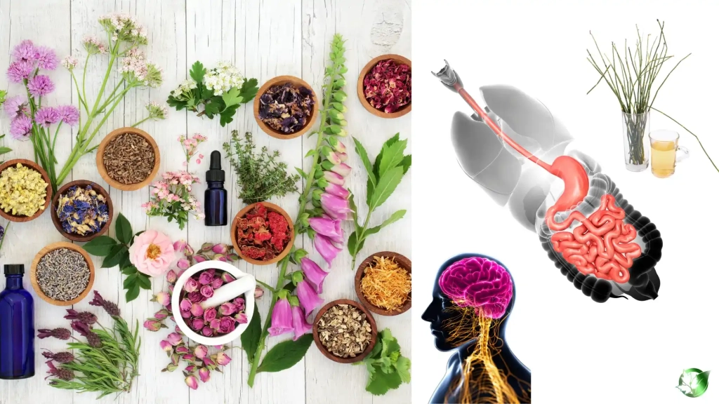عرقیات گیاهی برای معده عصبی