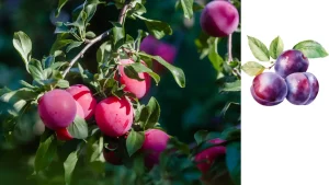 خرید آلو صادراتی