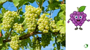 خرید انگور صادراتی