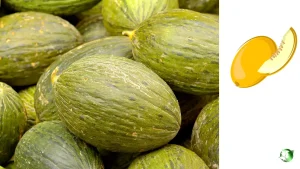 صادرات خربزه