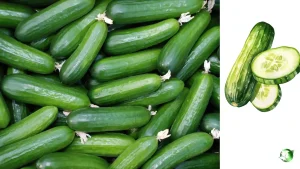 خرید خیار صادراتی عمده