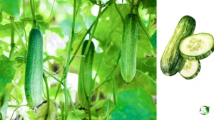 خیار درختی برای صادرات