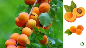 زردآلو صادراتی