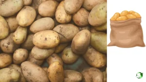 خرید سیب‌زمینی صادراتی عمده