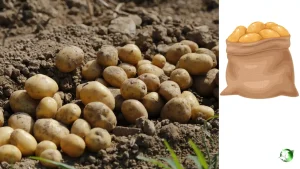 خرید عمده سیب زمینی