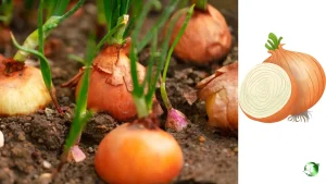 انواع پیاز ایران برای صادرات